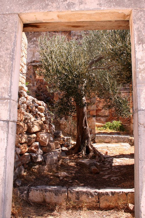 seenincrete:
Olive tree in a ruined house, Kalidon (Spinalonga)
