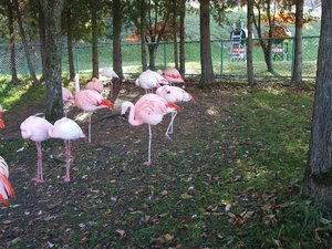  Hokkaido,Japan - Bird - Birds - Flamingo - Flamingos - Wildlife - Nature. (ps1)   