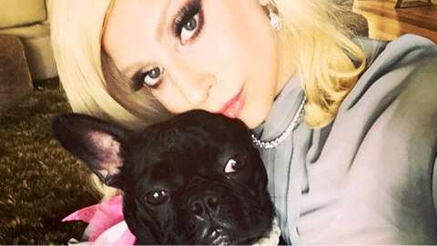 Lady Gaga and her bulldog, Miss Asia