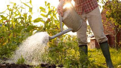 A woman using a wawtering can