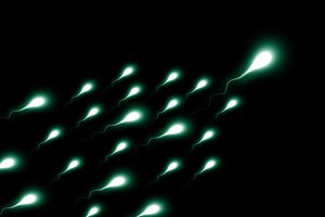 Sperm is the male reproductive cell, or gamete, in anisogamous forms of sexual reproduction (forms in which there is a larger, "female" reproductive cell and a smaller, "male" one), July 15, 2017.