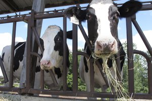 Cows on pasture at the University of Vermont dairy farm eat hay Thursday, July 23, 2020, in Burlington, Vt.