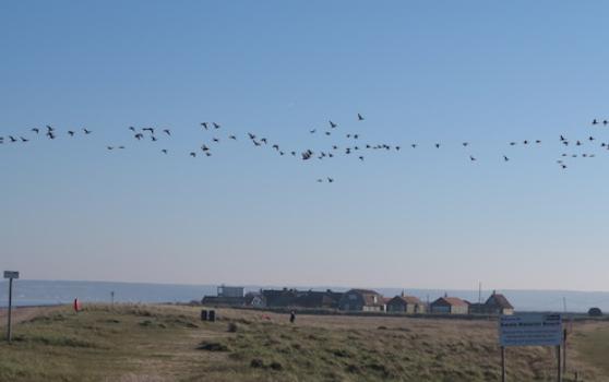 Brent_geese_over_shellness_and_nudist_beach_1614338026_crop_558x350