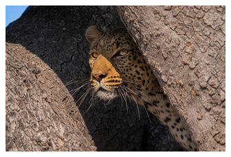 Portrait of a Leopard in Hiding