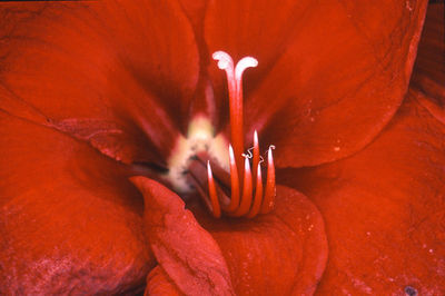 Nobuyoshi Araki, ‘Flower Rondeau’, 1997