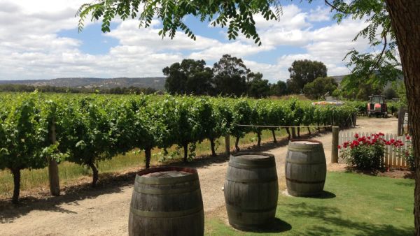 'Absolutely heaving': without international tourists, locals are rediscovering this wine region