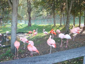  Hokkaido,Japan - Bird - Birds - Flamingo - Flamingos - Wildlife - Nature. (ps1) 