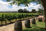 'Absolutely heaving': without international tourists, locals are rediscovering this wine region