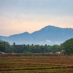 Farm in Kerala India 0629d