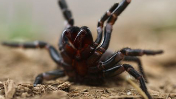 Spiders creeping out of this Aussie coastline after weather event 