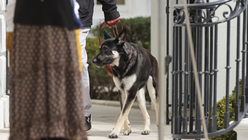 The Bidens&#x27; dog Major has been involved in another biting incident that required medical attention