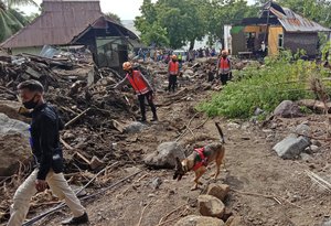 Police officers lead a sniffer dog as they search for victims at a flood-affected village in Ile Ape on Lembata Island, East Nusa Tenggara province, Indonesia, Thursday, April 8, 2021.