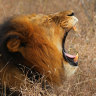 Peckish? A lion yawns in the Edeni Game Reserve in South Africa. 