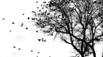 aves_arbol