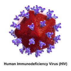 Human immunodeficiency virus diagrams