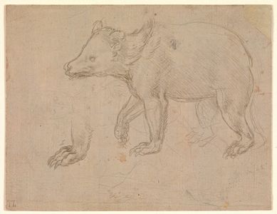 Leonardo da Vinci, ‘A Bear Walking’, ca. 1482–1485