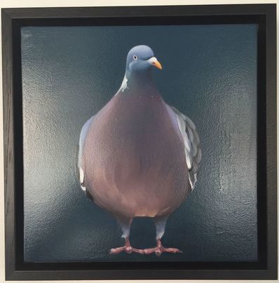 Super A, ‘Pigeon II’, 2013