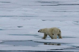 File - A Polar Bear seen Ice Cruising in the Arctic. The Arctic sea ice decline has occurred in recent decades by sea ice in the Arctic Ocean melting faster than it refreezes in the winter.