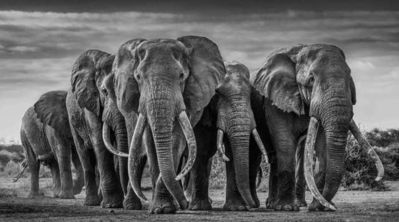 David Yarrow, ‘The Pack’, 2019