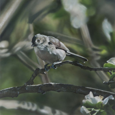 Ben Schonzeit, ‘Bird in the Apple Tree’, 2011