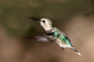 Bee hummingbird (Melisuga helenae) female, Cuba