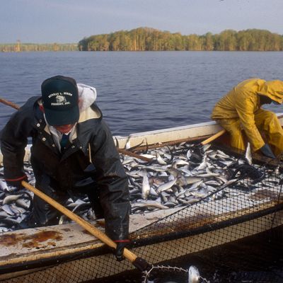 Fishing with Nets