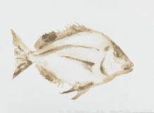 Porgy, Stenotomus chrysops