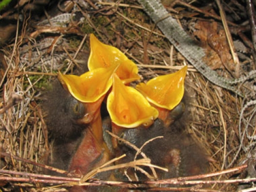 birds in nest