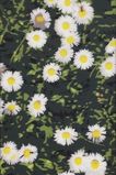 French Landscapes: Daisies