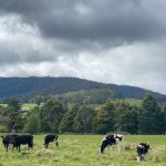 Australian farmland prices soar during COVID-19, report finds