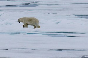 File - Polar Bear seen Ice Cruising in the Arctic. In recent decades, sea ice in the Arctic Ocean has been melting faster than it re-freezes in winter.