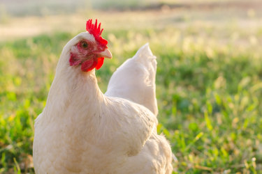 The Australian chicken industry no longer uses artificial hormones