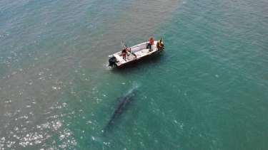 The grey whale off the coast of France this week.