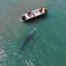 The grey whale off the coast of France this week.