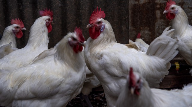 Bresse chickens at Tathra Place Free Range family-run farm.