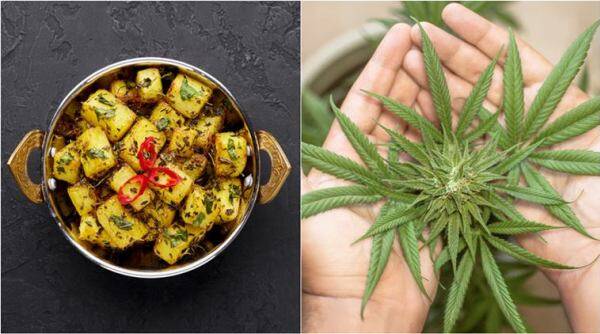 ganja sabzi, cannabis curry, up family eat cannbis sabzi. family confuses ganja wit methi, UP family eat ganja sabzi meethi, viral news, odd news, indian express