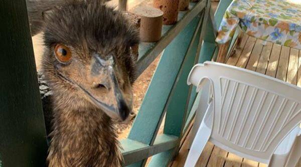 emu banned from pub in Australia, emu stealing pub viral picture, bizarre story, trending, indian express, indian express news