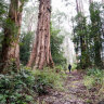 ‘Living giants’: Conservationists urge government to protect oldest and largest trees