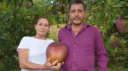 world heaviest mango