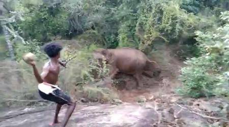 Tamil Nadu: Three youths held for attacking wild elephants in Tiruppur