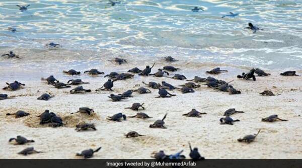 Olive Ridley turtles, Olive Ridley turtles videos, Olive Ridley turtles hatching, Odisha, Gahirmatha Island, Olive Ridley turtles in, Gahirmatha Island, Viral video, Trending news, Indian Express news.