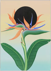 Bird of Paradise