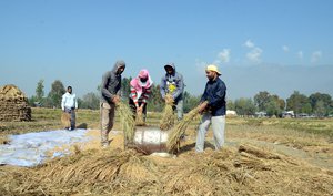 File - Kashmiri farmers at work after harvesting rice in a paddy field near Srinagar, Kashmir, India.