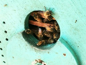 Bees coming out of a round hole from a wooden box. Taken on December 2017.