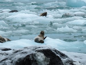 Alaska during winter