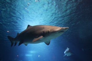 The tiger shark is a species of requiem shark and the only extant member of the genus Galeocerdo, Nov. 29, 2013.