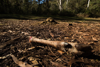 Deer remains left by hunters at Russell Hill and Carol Clay’s last-known campsite. 