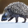 Kiwi hedgehogs face cull after experts spike UK repatriation idea