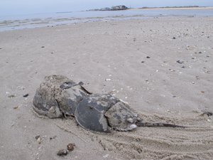 In this May 8, 2014 photo, two horseshoe crabs head back to the water after mating on a beach in Middle Township N.J. to lay eggs.