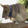 Cambodia’s land-mine sniffing hero rat retires after five years